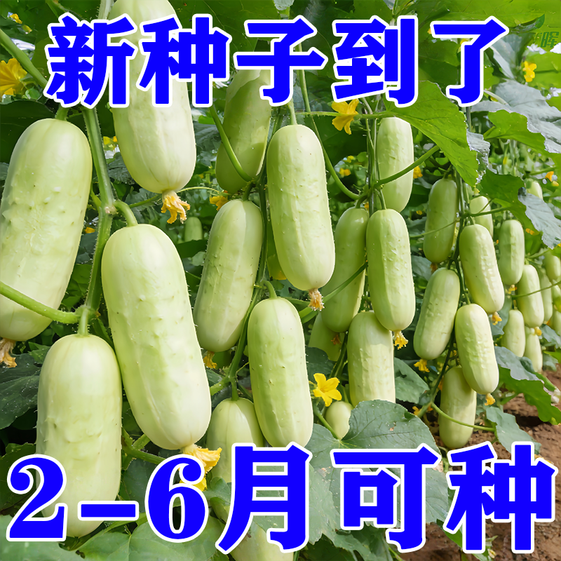 奶油白玉黄瓜种子水果秋黄瓜种籽春夏季秋季四季籽种蔬菜甜脆高产