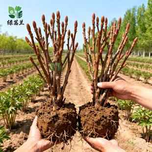 洛阳牡丹花树苗大苗盆栽正宗带花苞大花牡丹四季重瓣花卉洛阳花苗