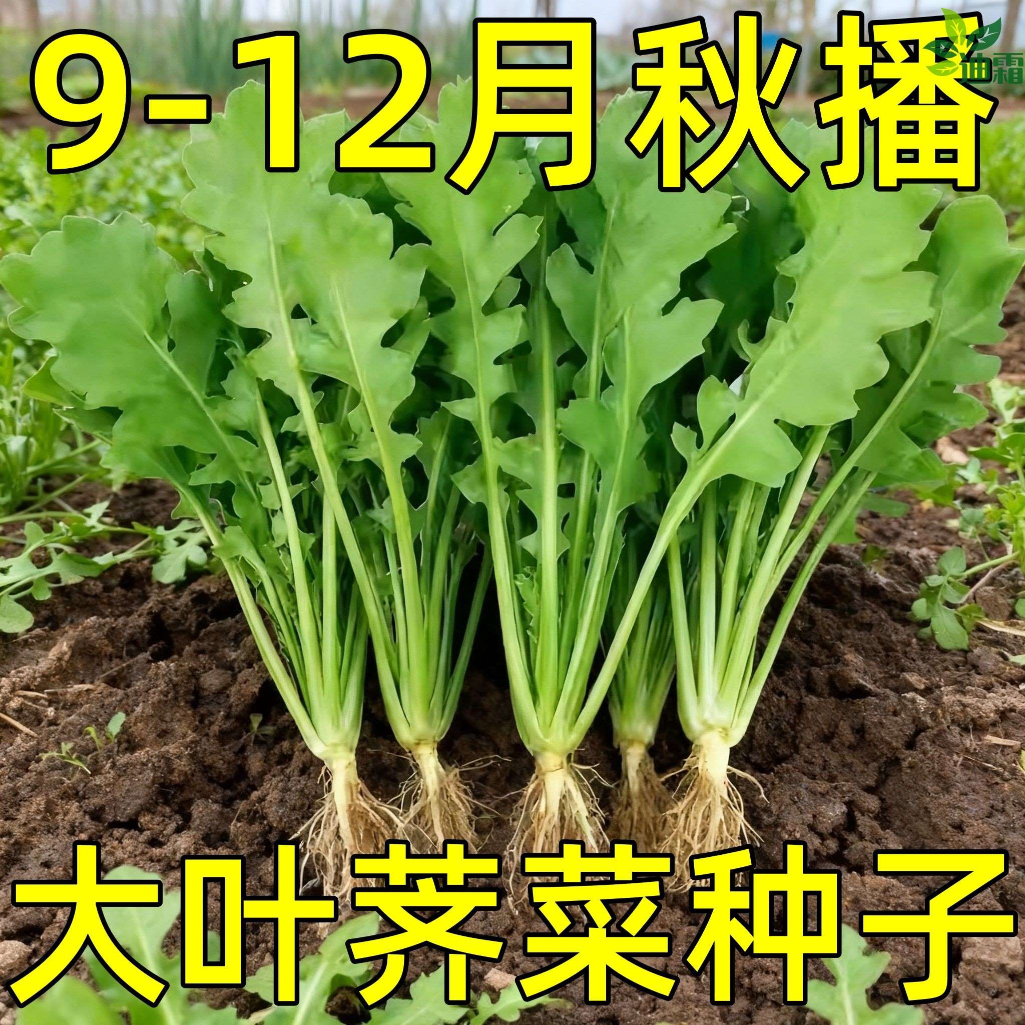 野生荠荠菜种子四季大叶荠菜籽阳台庭院盆栽高产芨芨蔬菜种孑大全