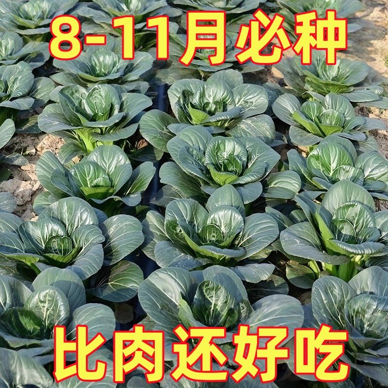 正宗黑大头苏州青矮脚青梗菜四季耐冬耐热小青菜大叶黑油青菜蔬菜,鲜花速递/花卉仿真/绿植园艺,红掌/凤梨/温室花卉,淘宝优惠券,粉丝福利购,淘宝优惠卷