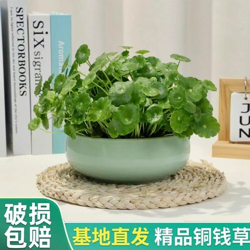 大叶铜钱草水培植物四季好养活