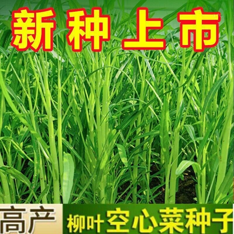 新种柳叶空心菜蕹菜种子耐高温