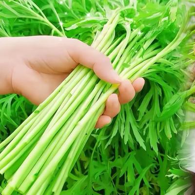 美味芦蒿黎蒿种子水蒿柳蒿泥蒿水艾蒌蒿菊科蒿特色野菜蔬菜种籽四