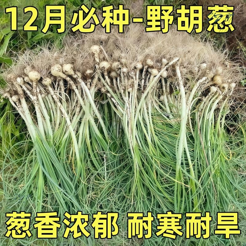 野葱新鲜野菜深山现挖小根蒜胡葱野生葱百香葱野菜苦藠头种子四季