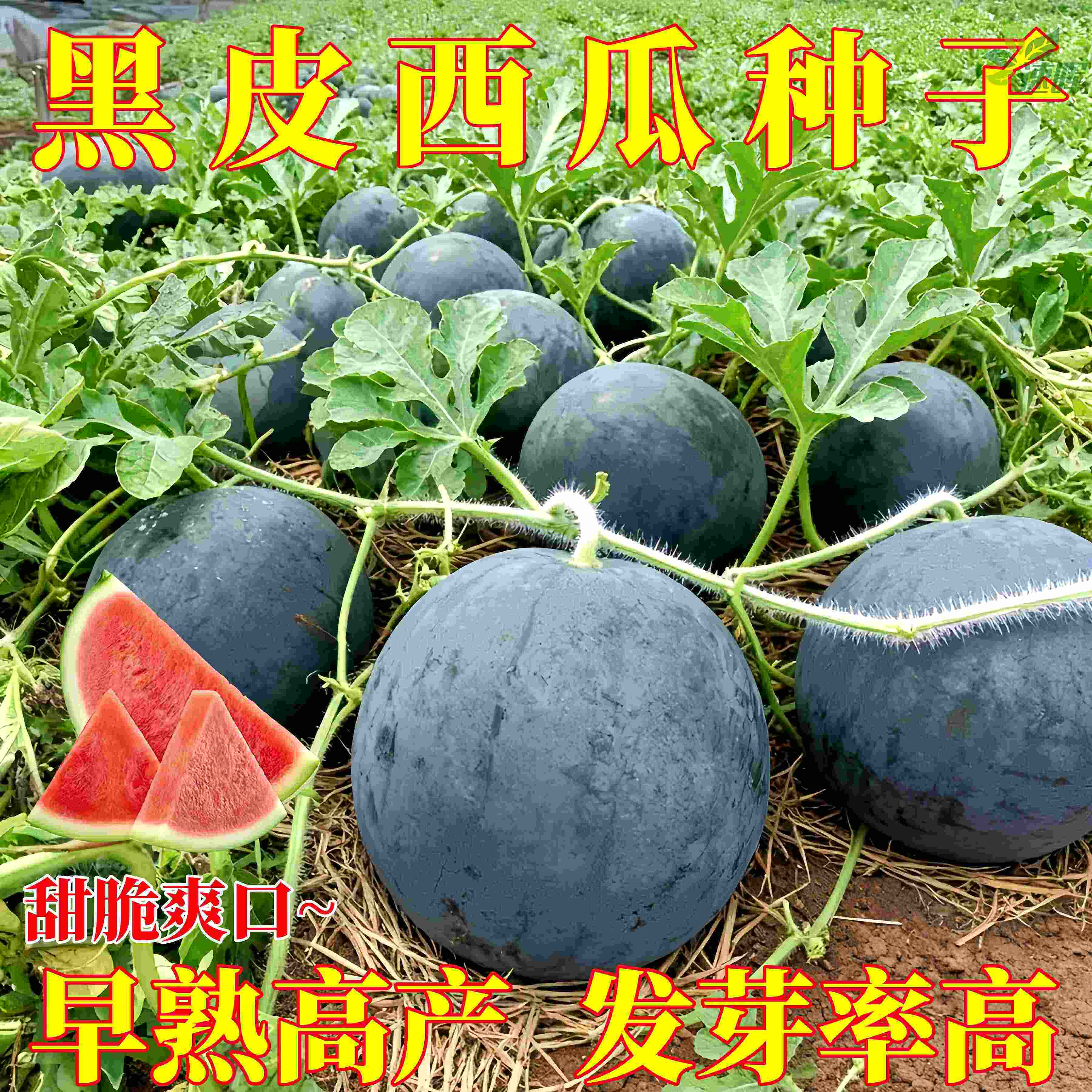 黑皮西瓜种子大全红壤超甜高产薄皮特大水果种籽阳台盆栽蔬菜种孑