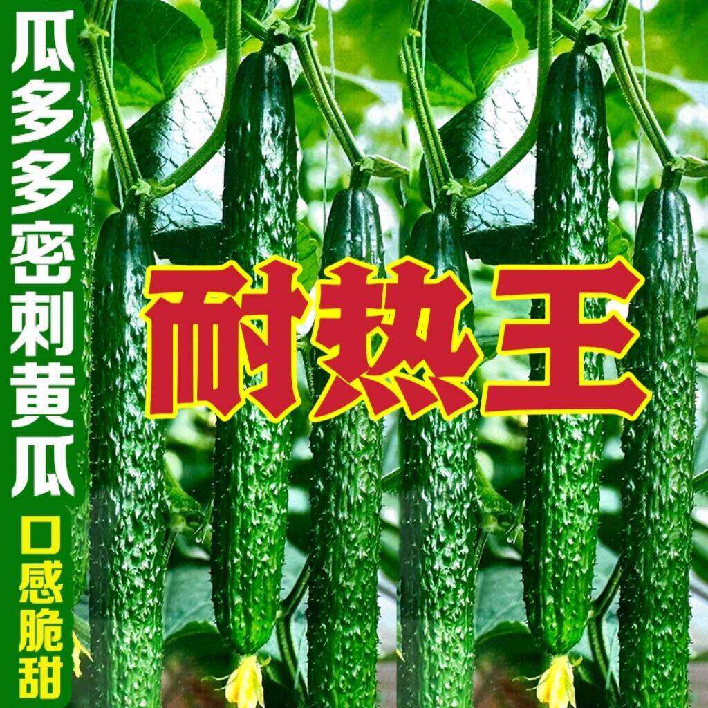 抗热王黄瓜种子夏播高产刺黄瓜籽口感好耐热农家四季蔬菜种子青瓜