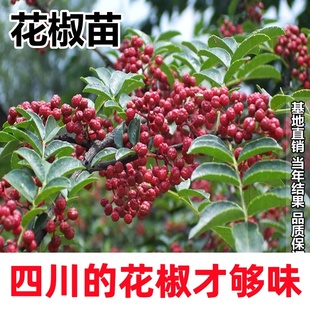 四川成都大红袍花椒树苗汉源藤椒树无刺青花椒苗盆栽地栽庭院种植