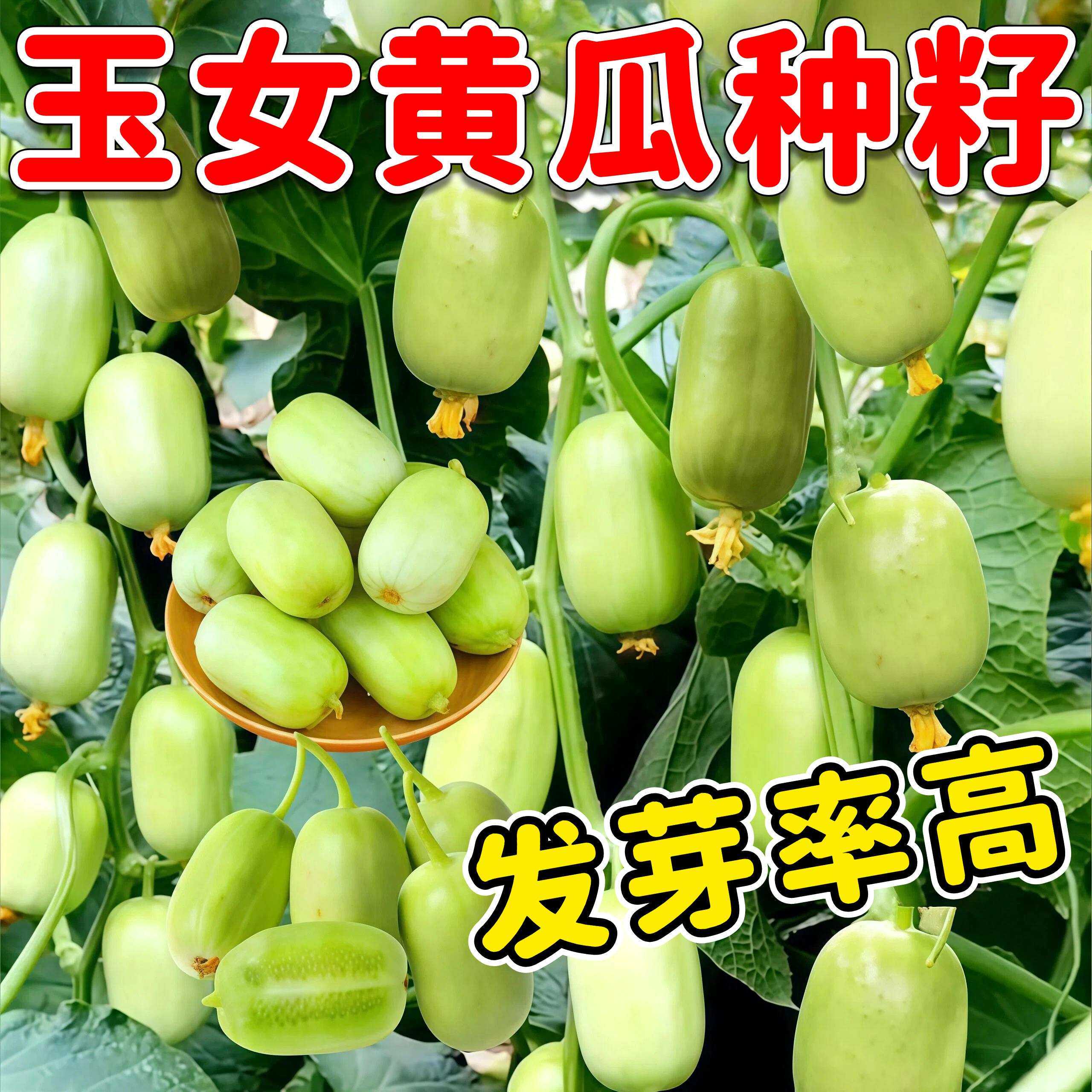 迷你小黄瓜种子金童玉女水果黄瓜种籽春夏季四季阳台盆栽蔬菜种孑