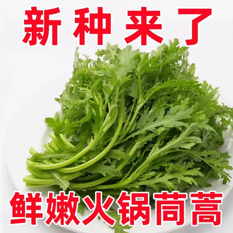 小叶茼蒿皇帝菜种子四季播种蔬菜 精选光杆茼蒿 阳台庭院大田容