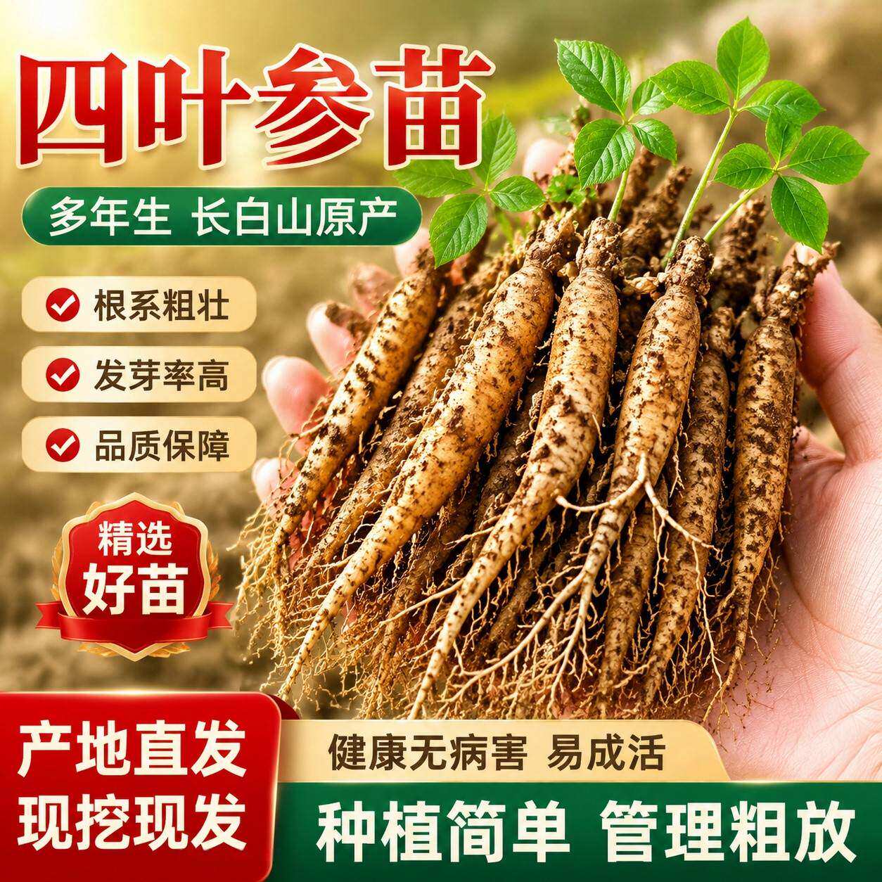 正宗现挖奶参苗四叶参山海螺种植苗食用药用煲汤种根苗籽育苗