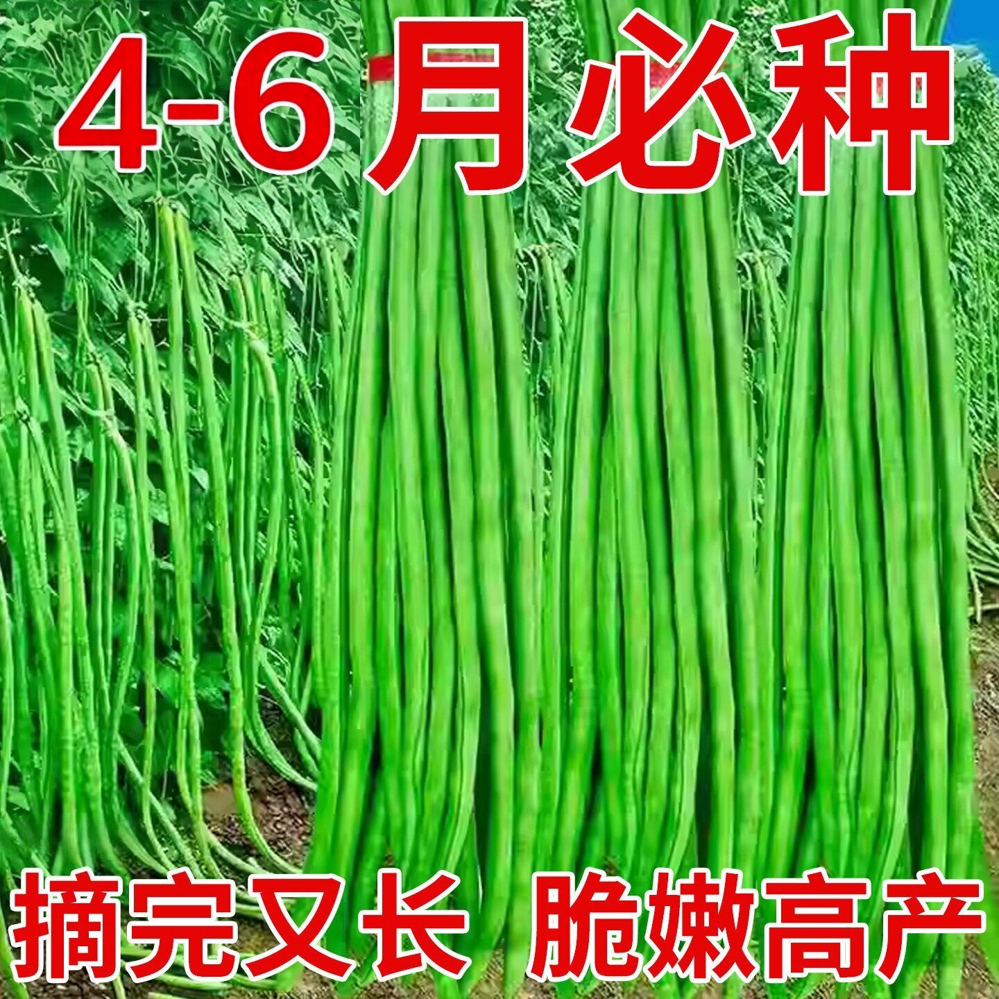 摘不败早熟高产耐老化长豆角种子