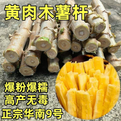 广西华南9号黄心木薯种苗高产