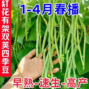 双花双荚红花有架四季豆新鲜早熟45天耐热耐寒软糯无筋无丝肉豆角