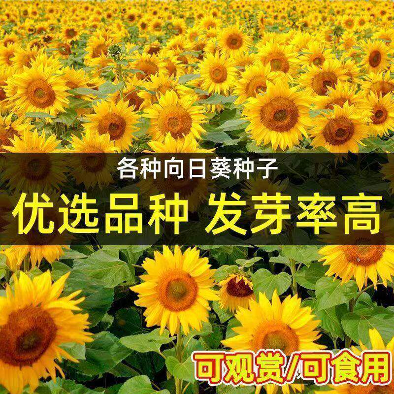食用向日葵种子矮杆大粒高产饱满瓜子观赏葵花籽阳台庭院大田种植