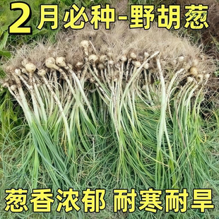 野葱新鲜野菜深山现挖小根蒜胡葱野生葱百香葱野菜苦藠头种子四季