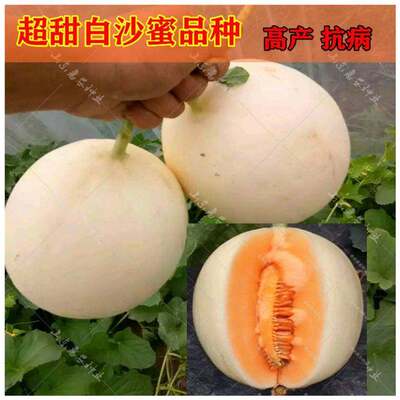 超甜高产四季播甜瓜种子包邮