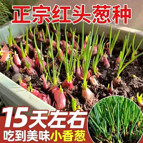 正宗四季阳台室内小香葱种植
