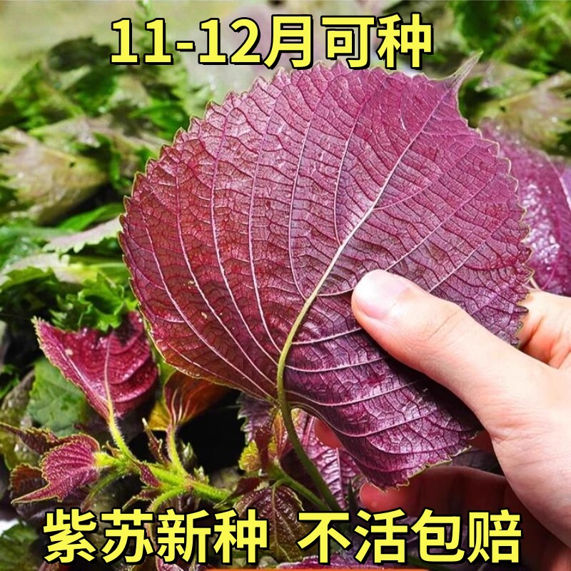 紫苏子紫苏种子紫苏叶种籽盆栽可食用种植苗四季籽种蔬菜孑苏子叶