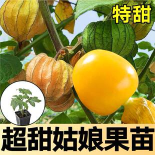 特甜大果黄姑娘果苗秧带土发货正宗金菇娘果种子春秋盆栽南北方种