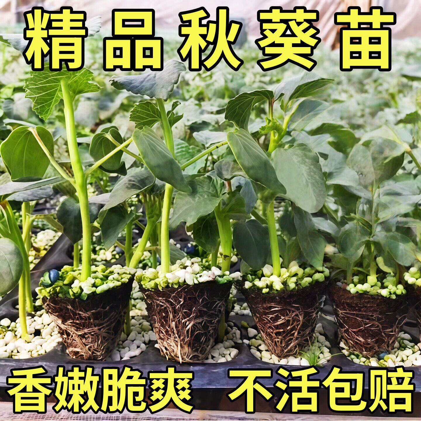 秋葵秧苗高产鲜嫩阳台盆栽地栽