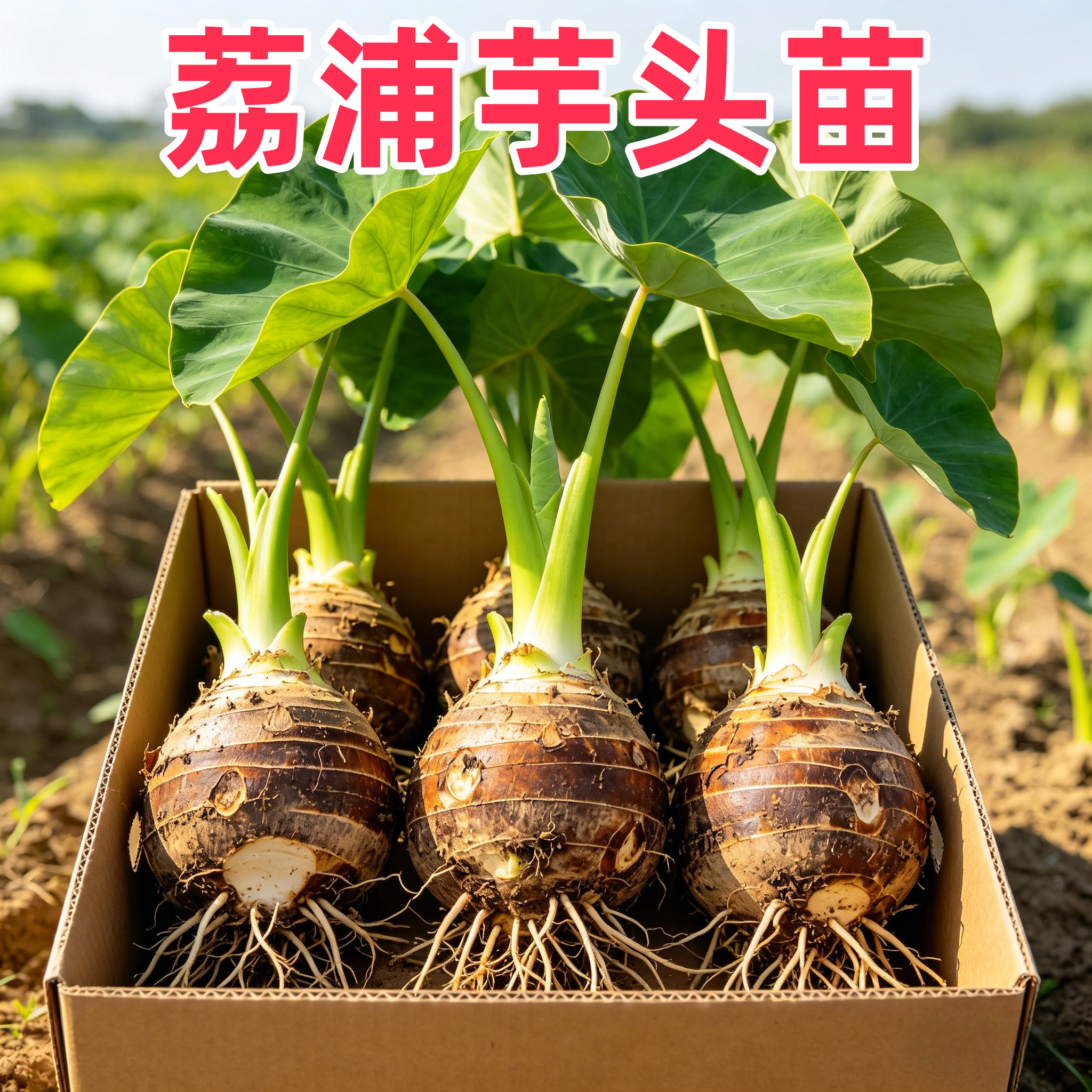 【带根带芽】正宗广西桂林荔浦香芋头种植苗槟榔芋紫藤新鲜芋头苗