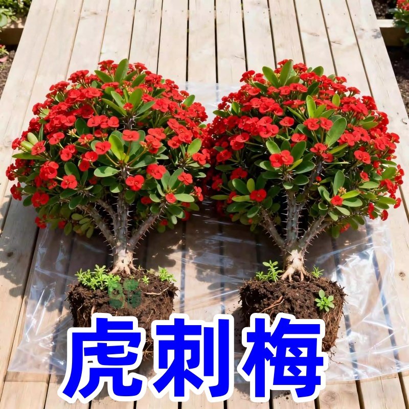 虎刺梅盆栽大花老桩带花苞阳台室内外花卉植物铁海棠开花耐热绿植,鲜花速递/花卉仿真/绿植园艺,红掌/凤梨/温室花卉,淘宝优惠券,粉丝福利购,淘宝优惠卷