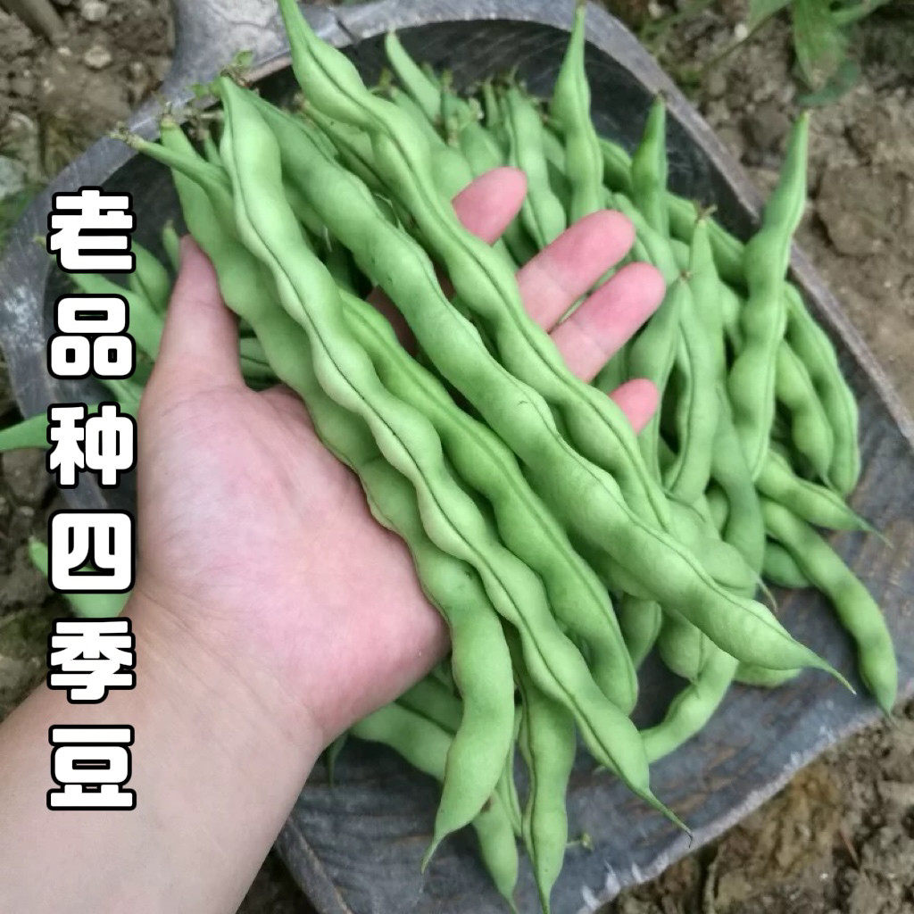 老品种四季豆种子扁豆角种籽芸豆角种籽四季豆种籽蔬菜种子大全