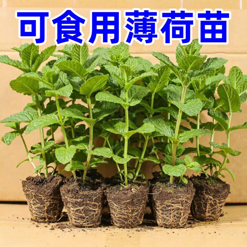 大叶薄荷苗耐热耐寒驱蚊盆栽