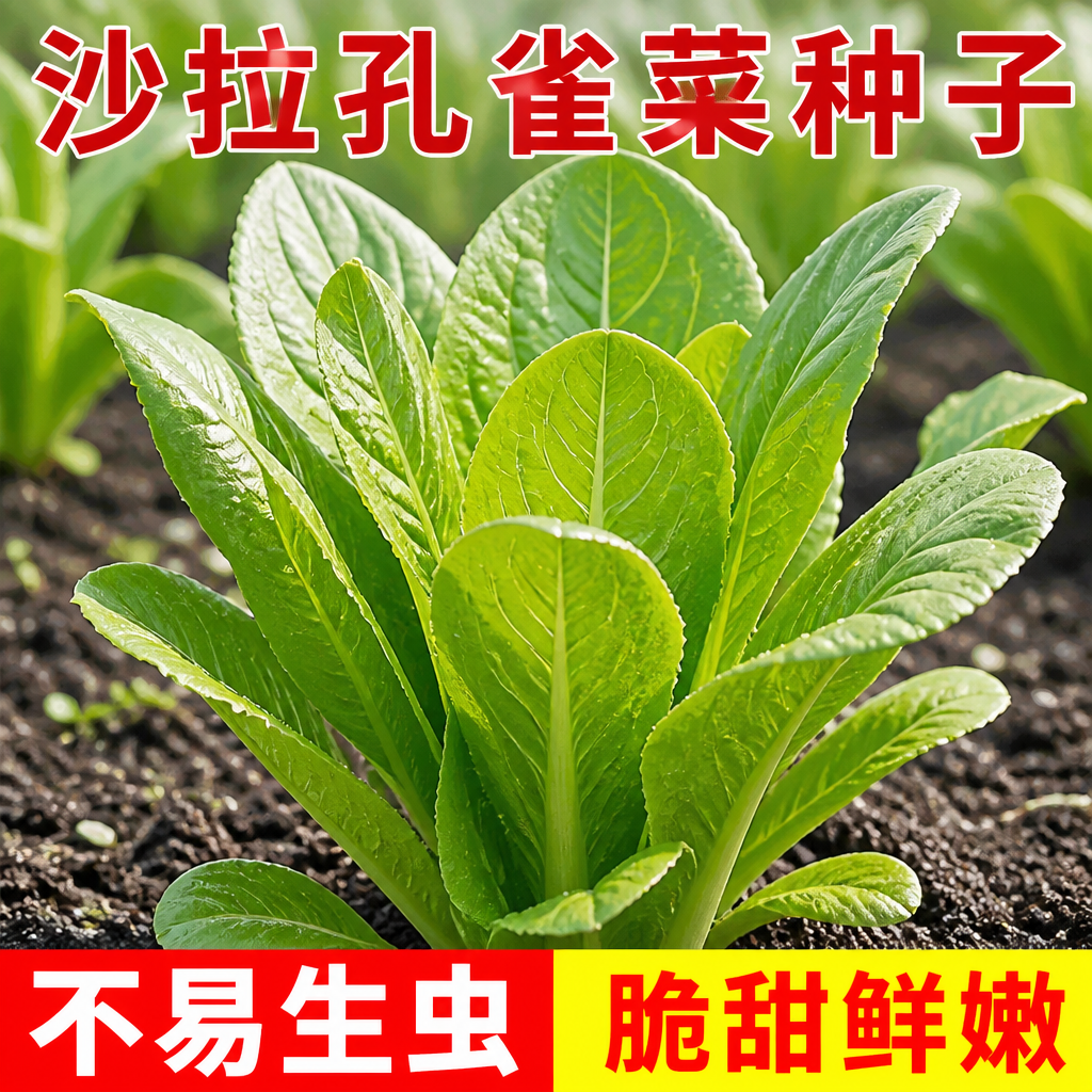 新鲜孔雀菜种子四季可种脆甜生吃