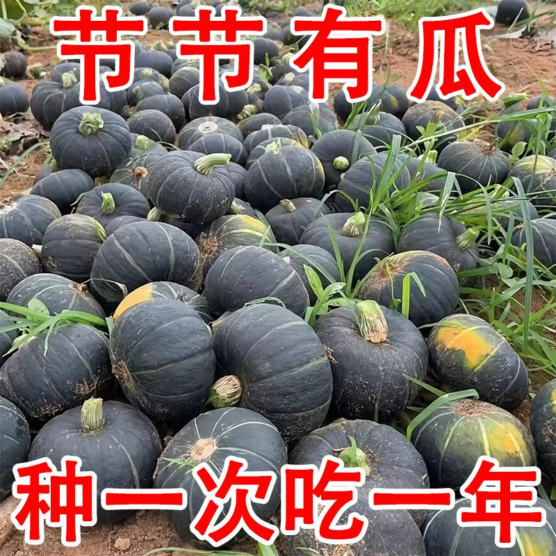 贝贝南瓜种子新品种超甜板栗味迷你南瓜种子甜面香糯高产蔬菜种子
