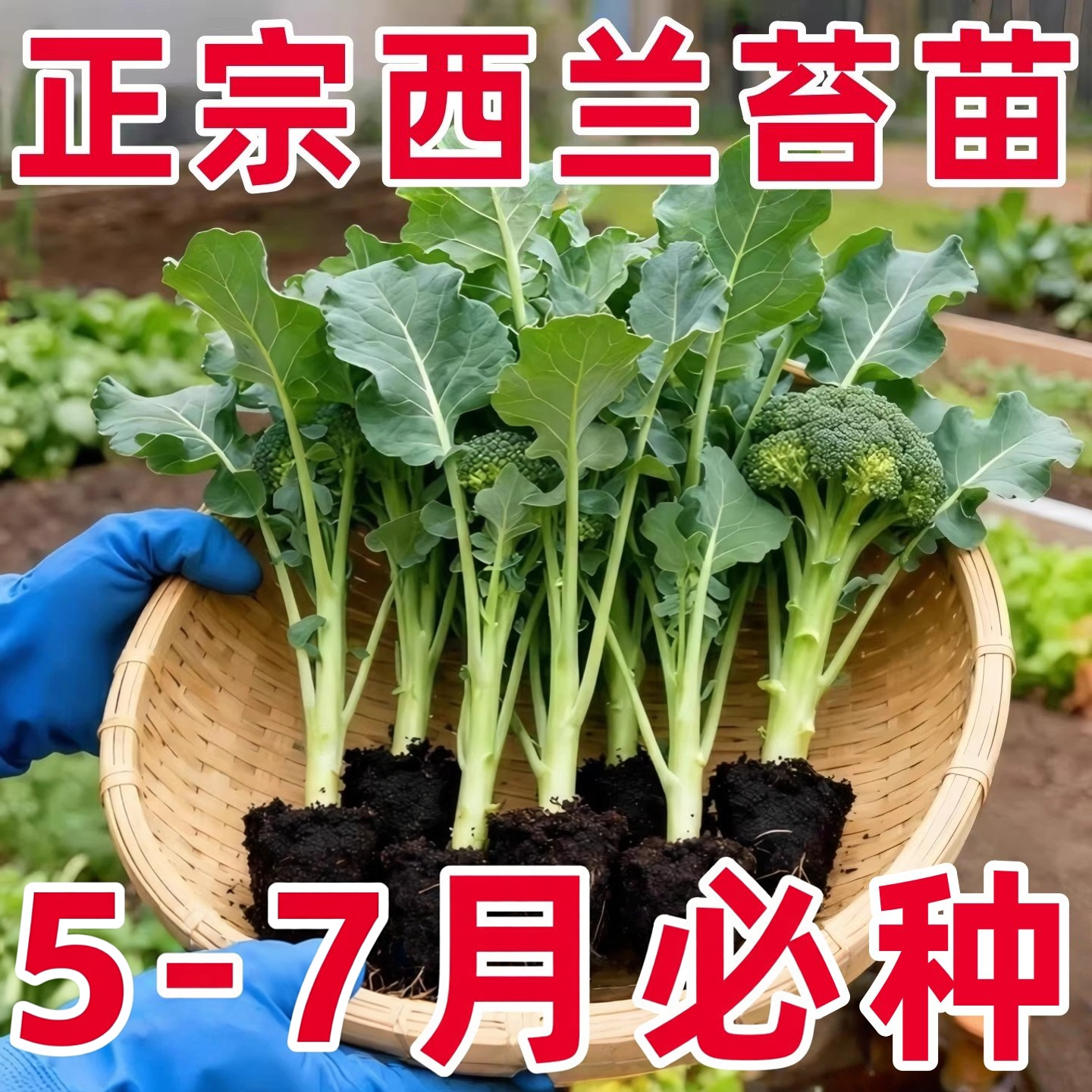 甜杆西兰苔苗秧苗早熟西蓝花西洋芥兰种籽芥蓝菜苔耐寒秋冬季菜苗
