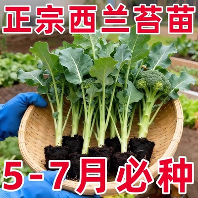 甜杆西兰苔早熟耐寒秋冬种苗
