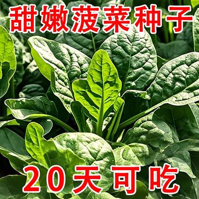 大叶肉菠菜种子四季易种原生态菠菜籽种子抗病耐热耐寒越冬蔬菜种