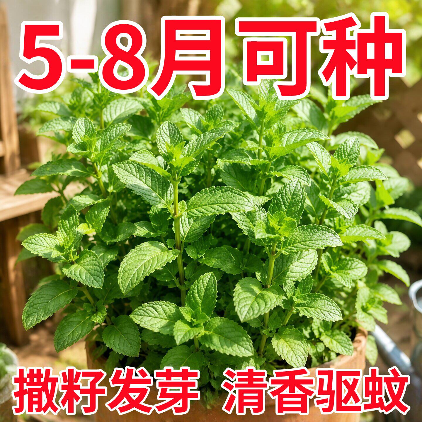 薄荷种籽子可食用四季种植种子香水留兰香猫薄荷驱蚊室内阳台盆栽
