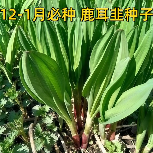 鹿耳韭种子耐寒现挖现发