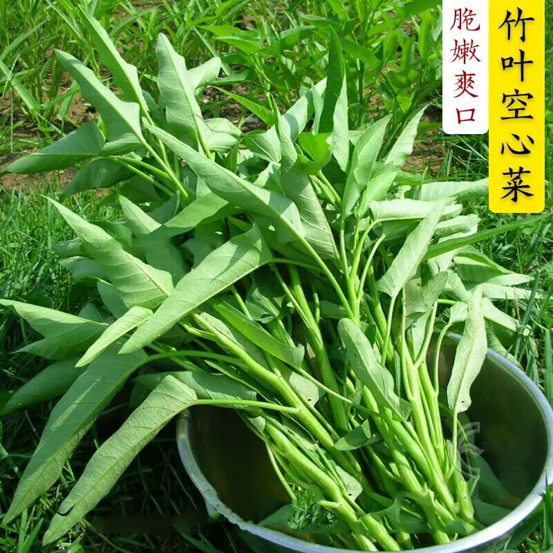 四季空心菜带根种子水培易活