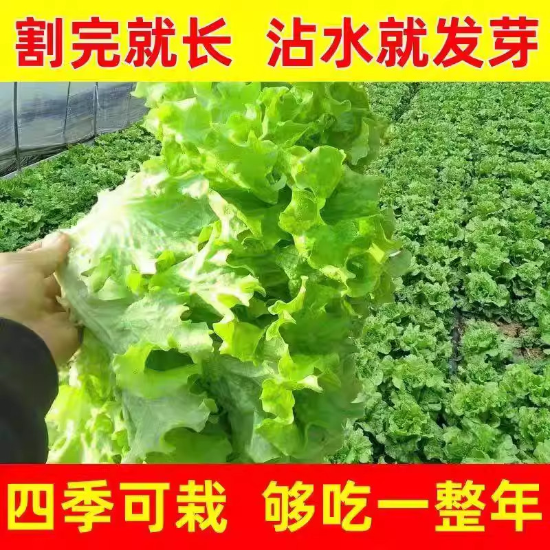 意大利生菜种子四季奶油生菜孑春夏秋冬季清脆爽口耐抽薹蔬菜种籽,鲜花速递/花卉仿真/绿植园艺,种苗/半成品盆栽,淘宝优惠券,粉丝福利购,淘宝优惠卷