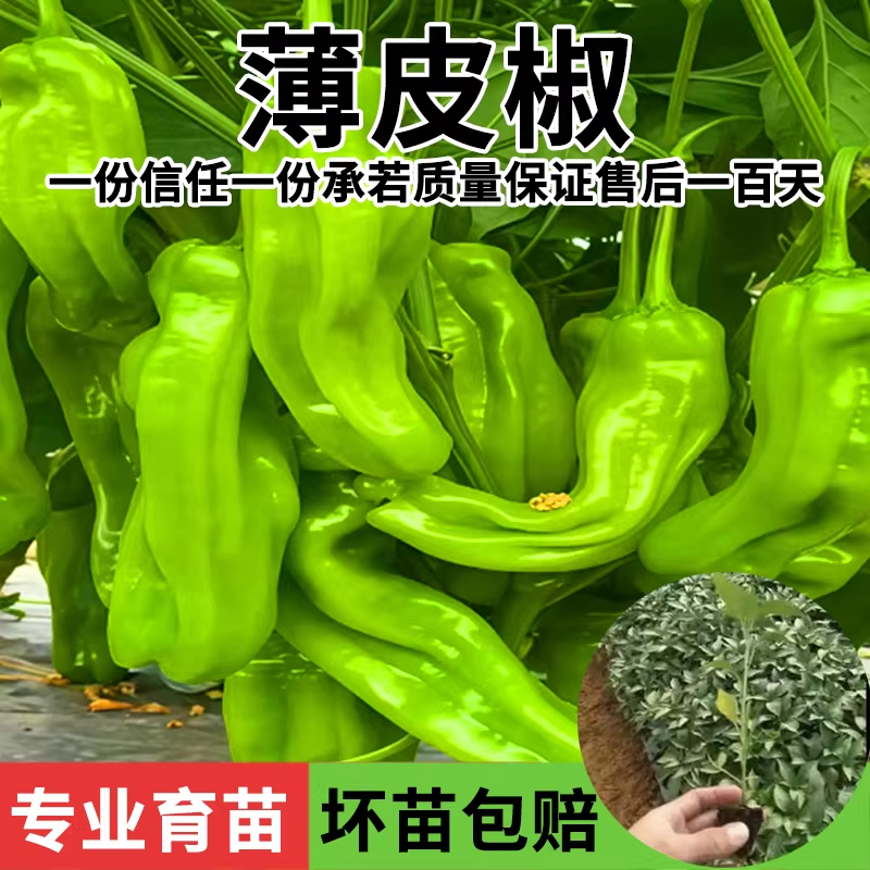 四川土辣椒苗老品种辣椒秧苗带土发货特辣软皮青辣椒蔬菜苗苗