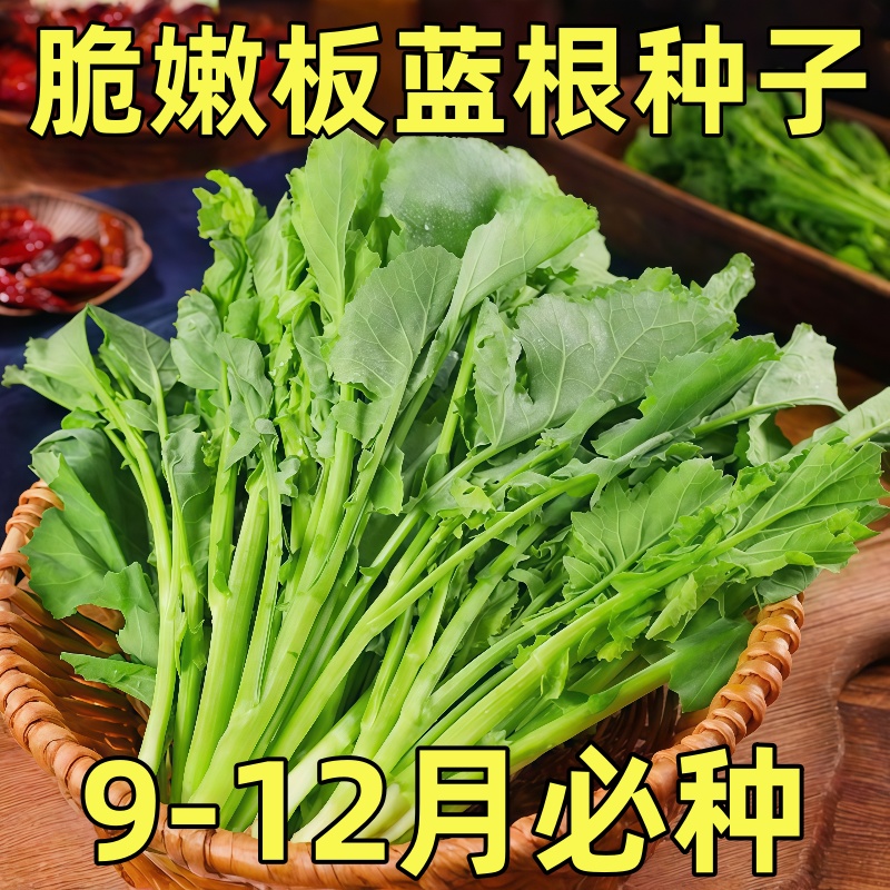 板蓝根种子青菜乌斯曼种板蓝根菘油1号籽种四季种植阳台蔬菜种孑