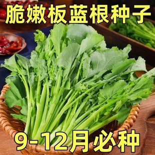 板蓝根种子青菜乌斯曼种板蓝根菘油1号籽种四季种植阳台蔬菜种孑
