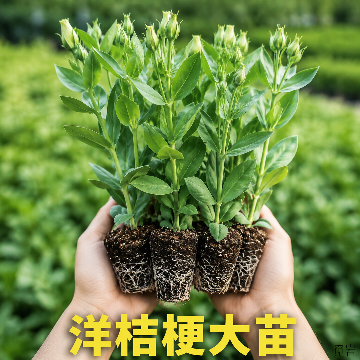 洋桔梗重瓣高杆大花苗当年开花