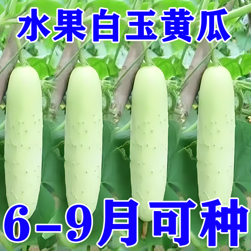 农科院白玉黄瓜种孑白青瓜秧苗盆栽庭院高产春秋季农家蔬菜种子