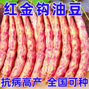 东北红金勾钩豆角种子种籽沟扁豆芸豆红豆角四季黄金钩油豆大全