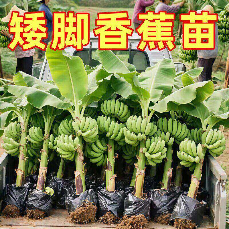 香蕉树苗带土矮化易种植