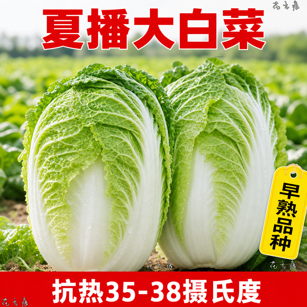 夏阳白菜种子四季耐高温早熟盆栽