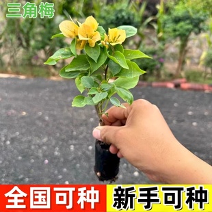 三角梅勤花大苗盆栽四季开好养不断爬藤重瓣植物室内阳台庭院树苗