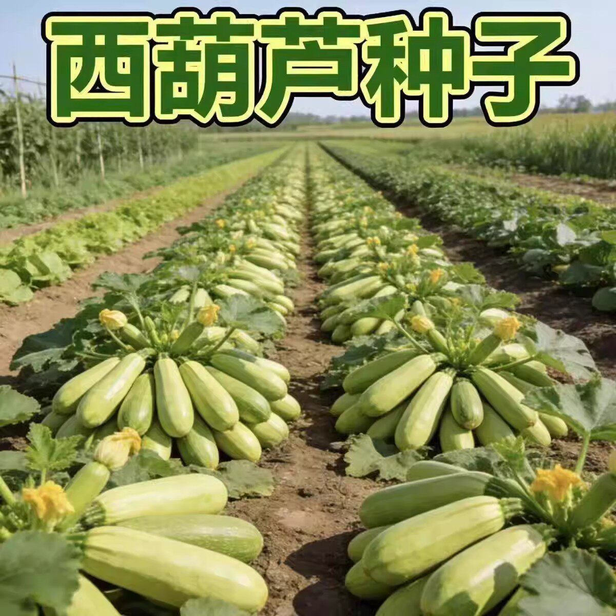 早熟西葫芦种子高产早青小南瓜香蕉瓜耐寒抗病四季播阳台盆栽蔬菜
