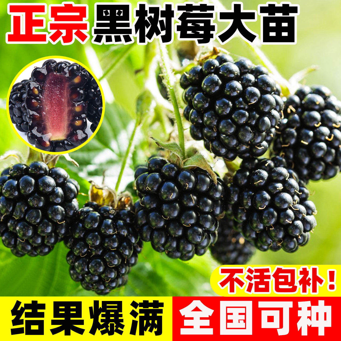 黑树莓嫁接果树苗当年结果盆栽地