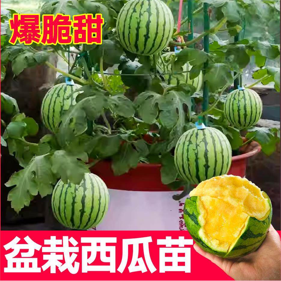 皮薄盆栽8424西瓜种子红瓤黄壤