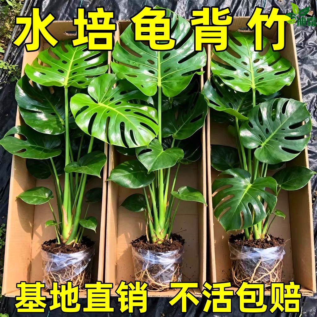 水培龟背竹办公室内绿植花卉龟背竹盆栽好养易活开背大叶净化空气